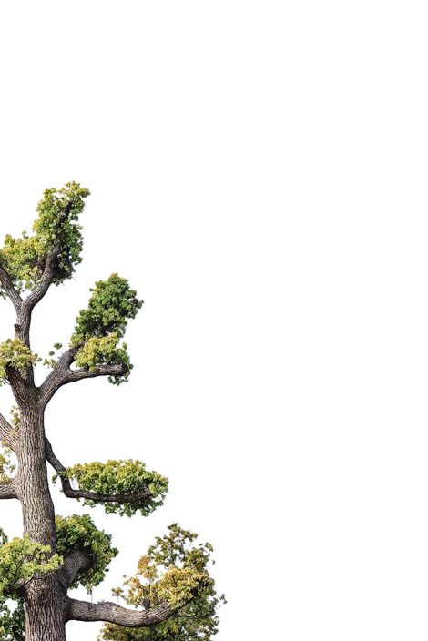Tree Left Image