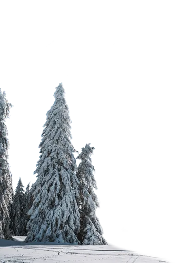Tree Left Image