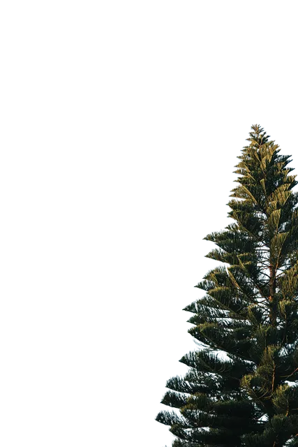 Tree Right Image 